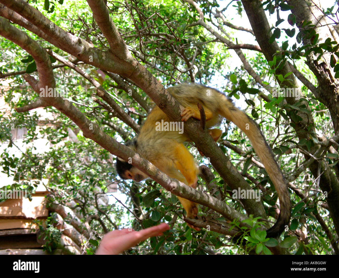 Monkey 2, monkey on tree branch Stock Photo