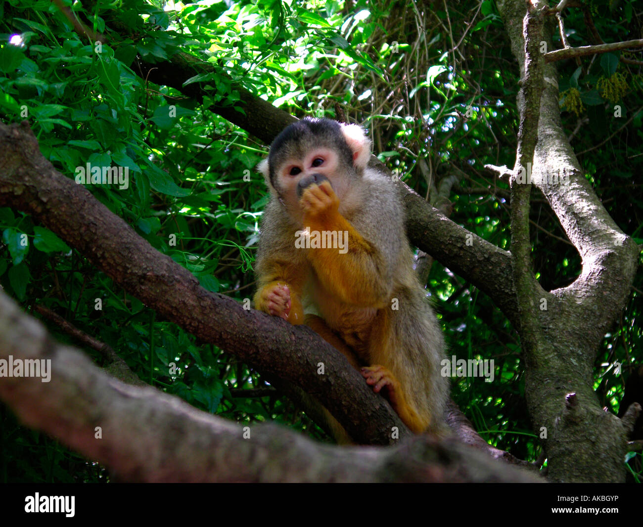 Monkey 3,monkey on tree branch Stock Photo
