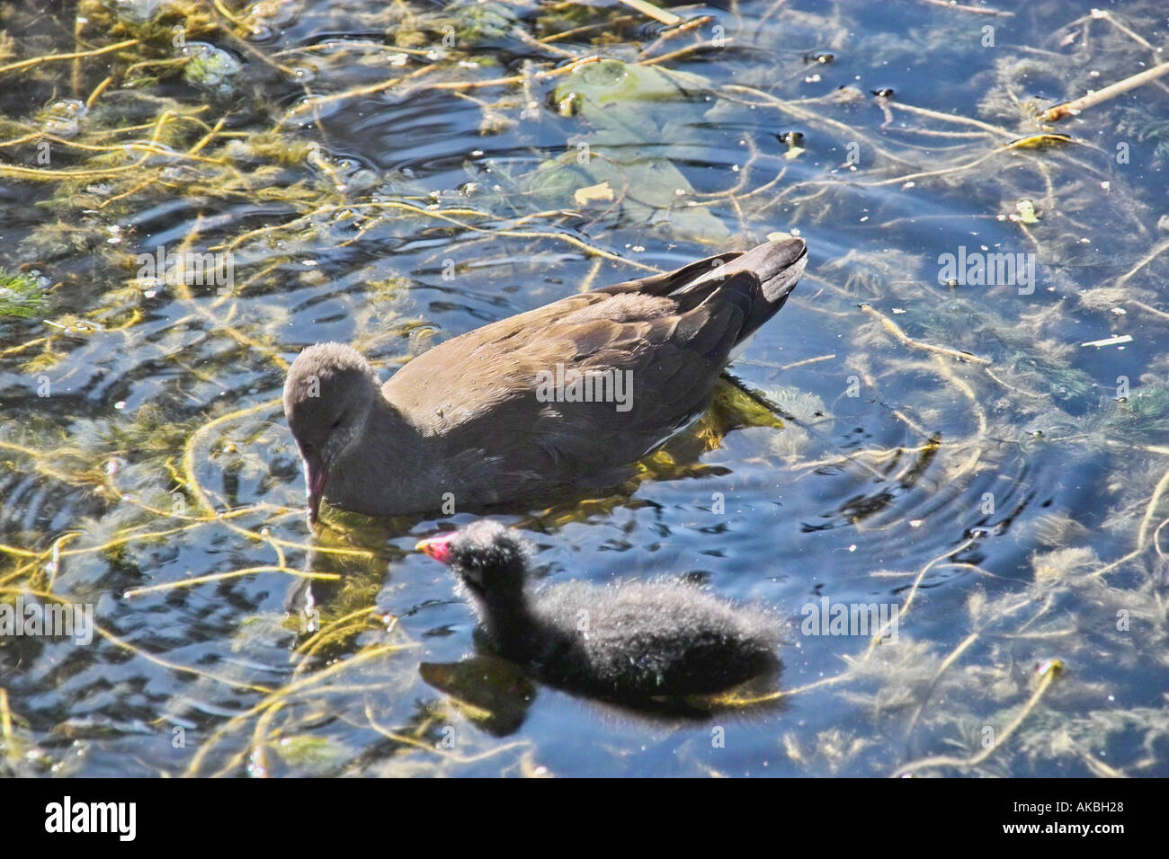 Moorhen and Chick Stock Photo