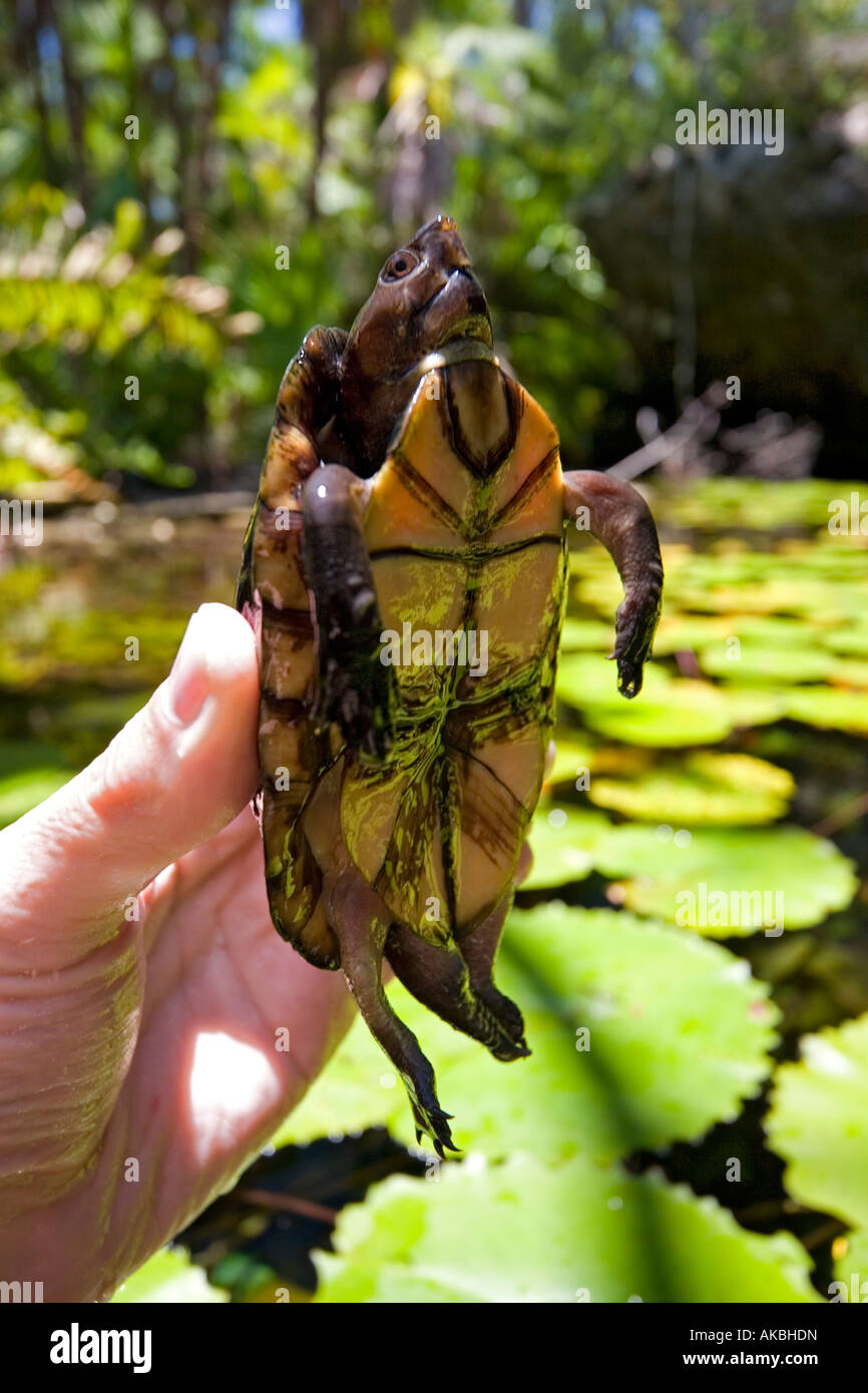 A Creaser's mud turtle handled by a scientist (Mexico). Tortue d'eau douce manipulée par un scientifique (Mexique). Stock Photo
