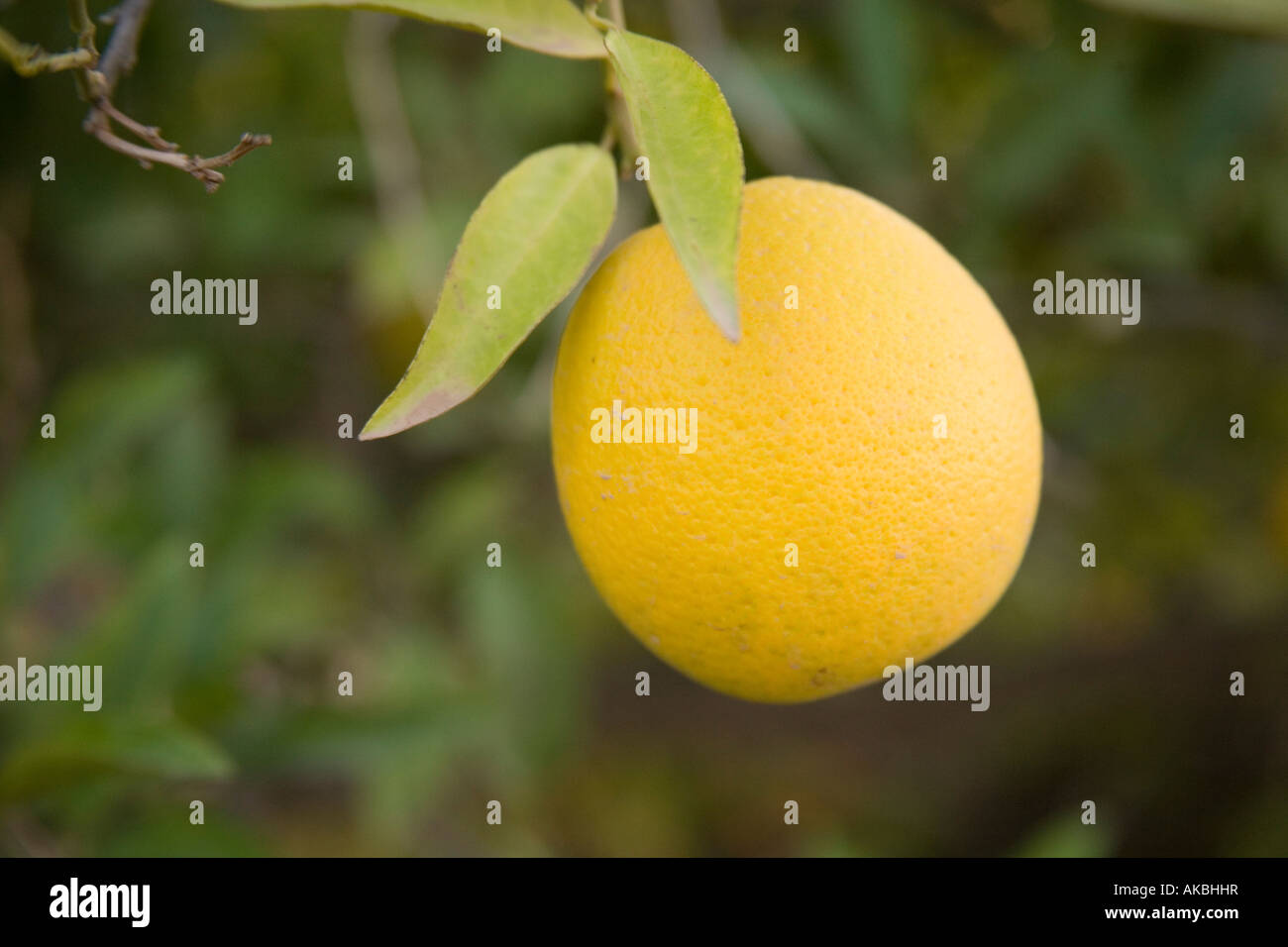 Orange Grove Plantation High Resolution Stock Photography and Images