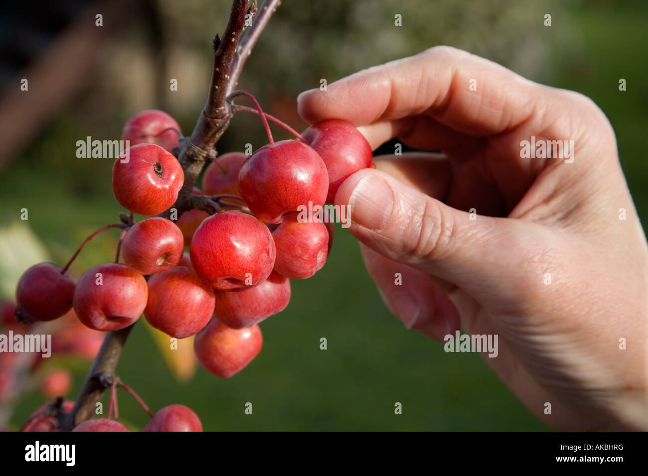 Picking crab apples from Malus evereste tree UK Stock Photo Alamy