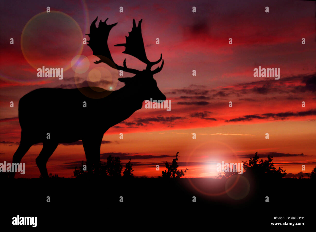 Silhouette of stag fallow deer silhouetted against a sunset in the New Forest, England Stock Photo