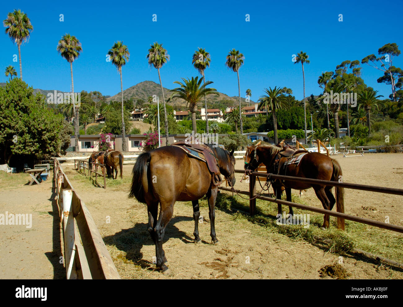 Horse riding stables Avalon Santa Catalina Island California Stock