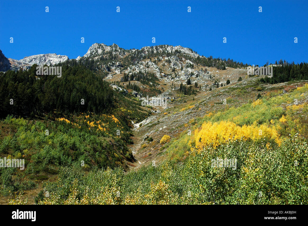 A hint of fall displayed on the foliage, Grand Teton National Park, Wyoming. Stock Photo