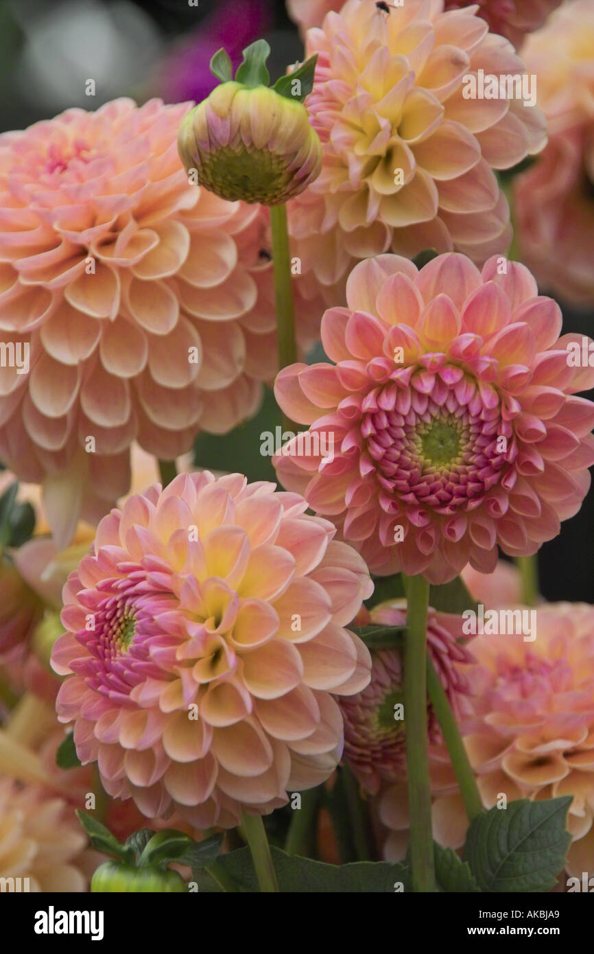 Dahlias peach hi-res stock photography and images - Alamy