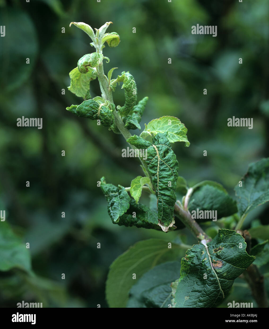 Apple leaf curling aphid Dysaphis devecta damage to a Bramley apple