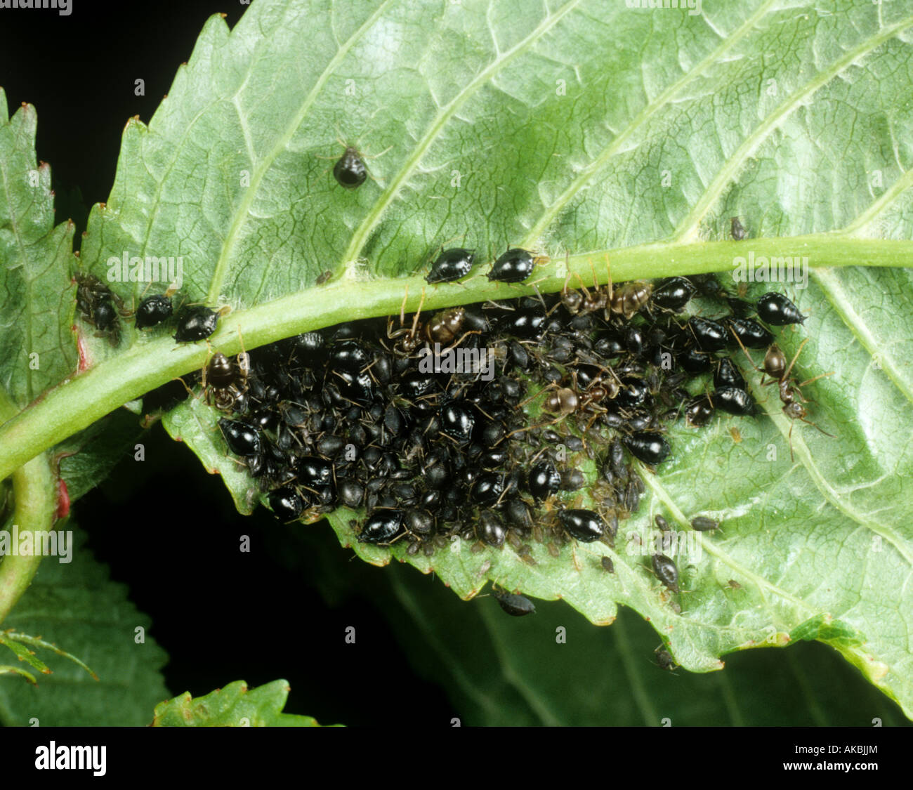 Black cherry aphid Myzus cerasi infestation on a cherry leaf with ants guarding Stock Photo