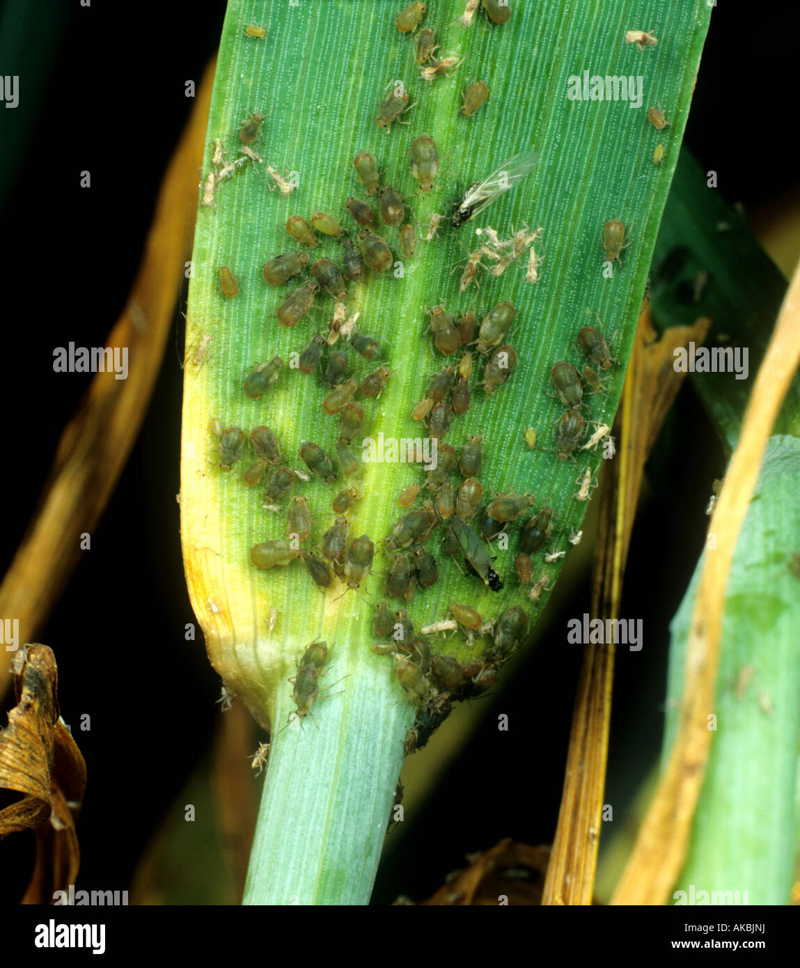 Bird cherry aphid Rhopalosiphum padi severe infestation of aphids on a ...