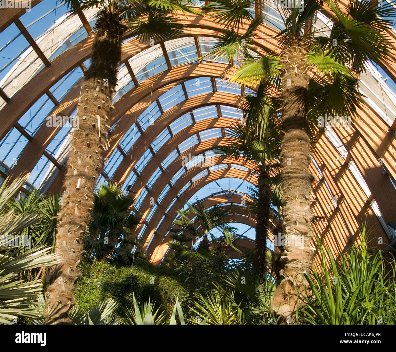 Winter garden plants uk