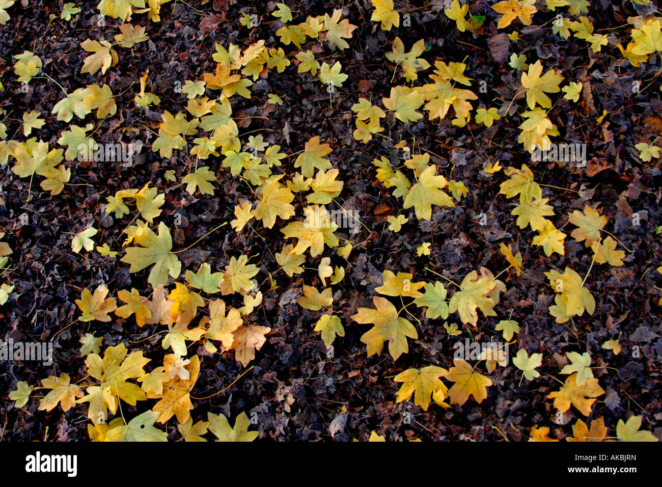 Yellow autumn leaves on the ground Stock Photo - Alamy