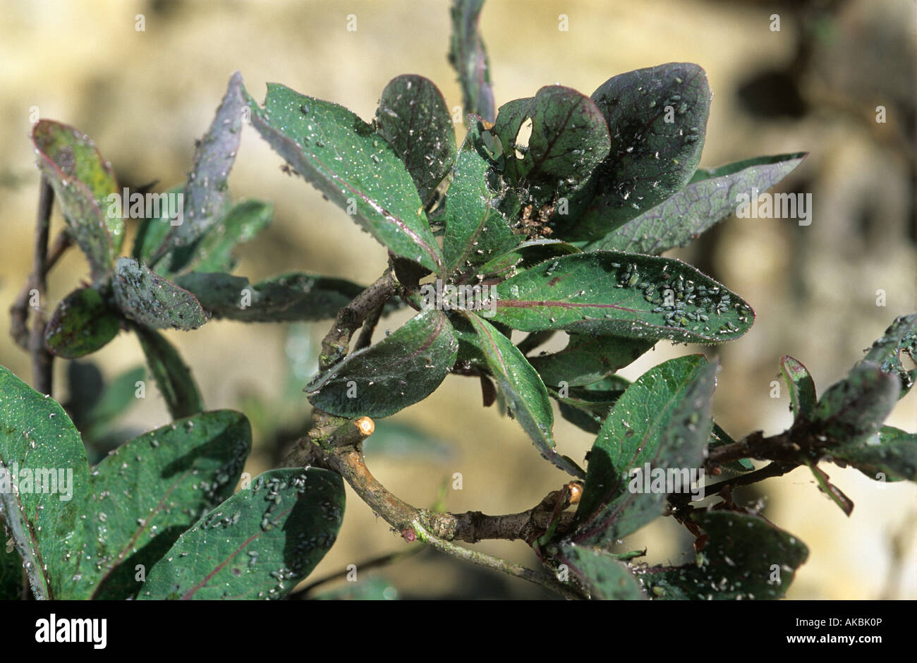 Honeysuckle pest hires stock photography and images Alamy