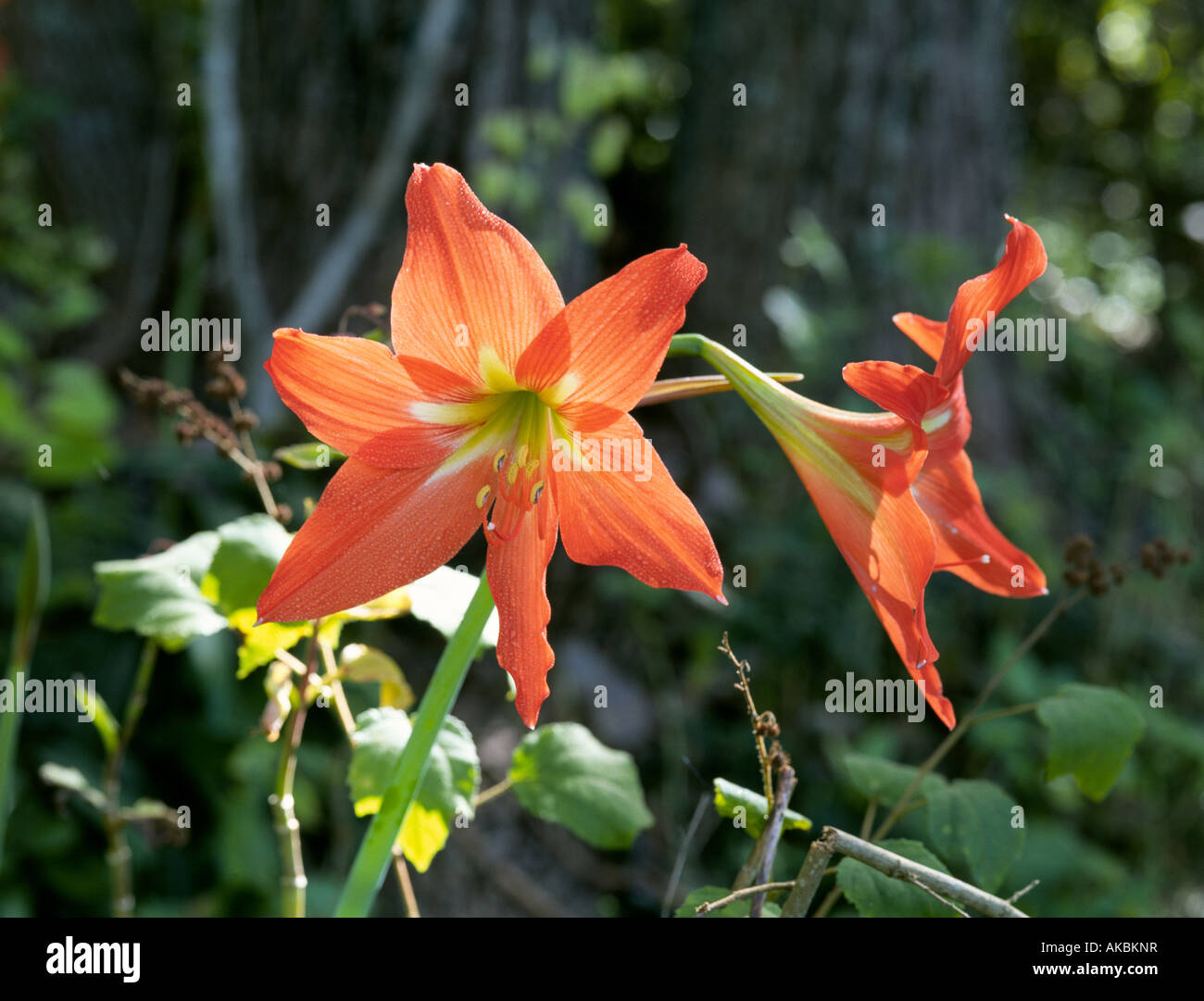 Two beautiful day lillies on the Hana Highway on the island of Maui Stock  Photo - Alamy
