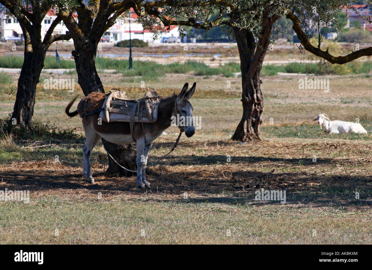 A donkey standing in the shade of Olive trees, Zakynthos, Greece Stock