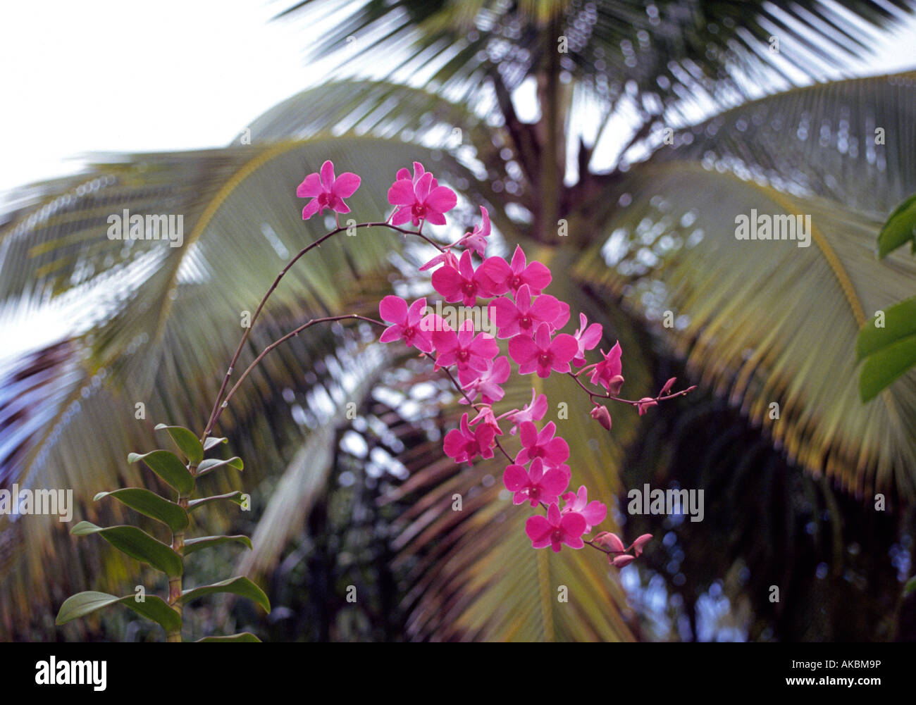 Orchids and palm trees on the north shore of Oahu Stock Photo Alamy