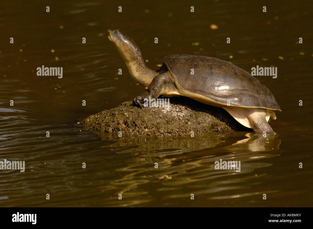 Indian Flapshell turtle (Lissemys punctata). Gujarat. W INDIA. Stock Photo