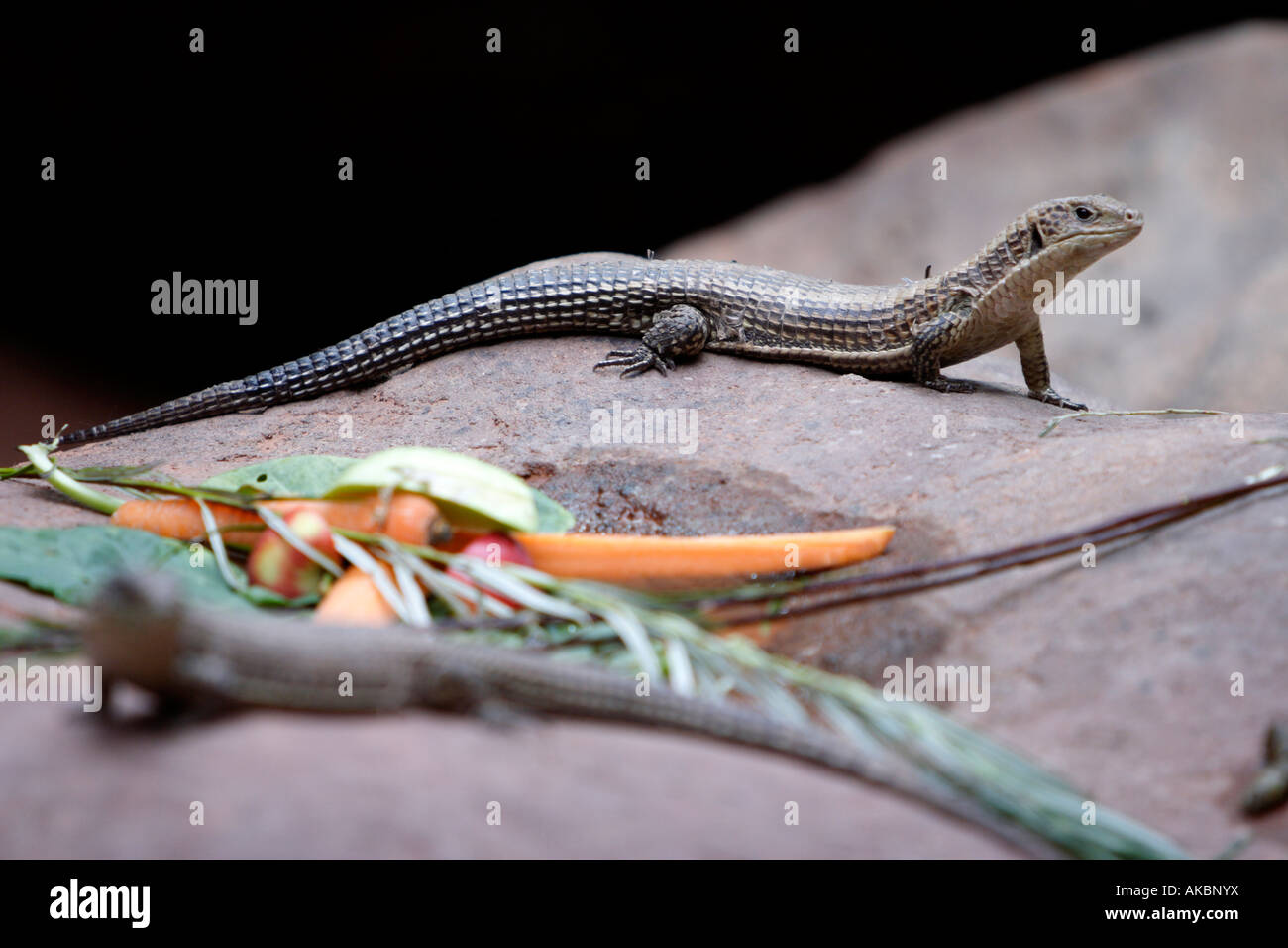 Plated lizard (Gerrhosaurus major) is seen in the Hagenbeck Tropical