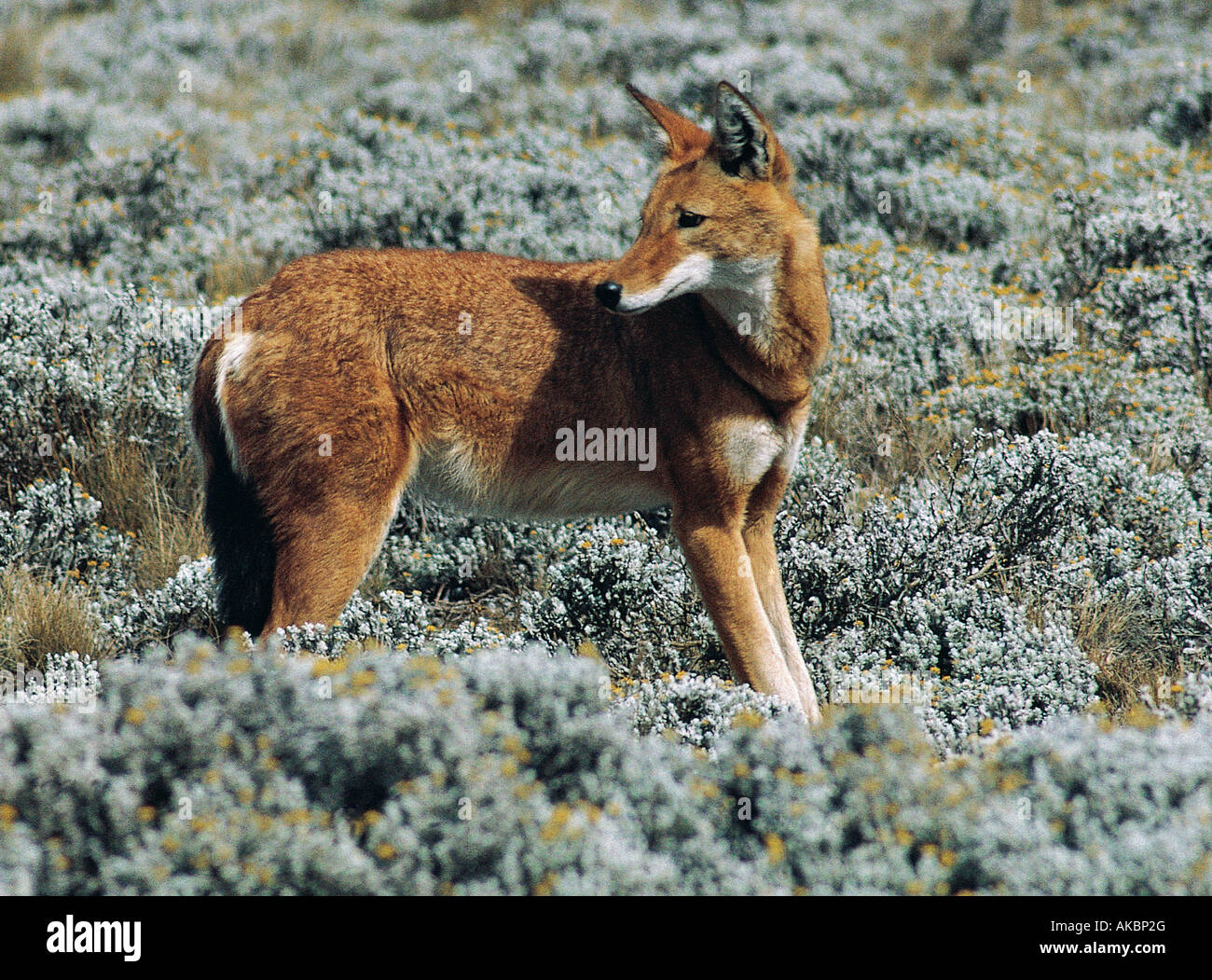 Simien Fox Bale Mountains National Park Ethiopia Africa Also known as the  Simien Jackal or Ethiopian Wolf Stock Photo - Alamy