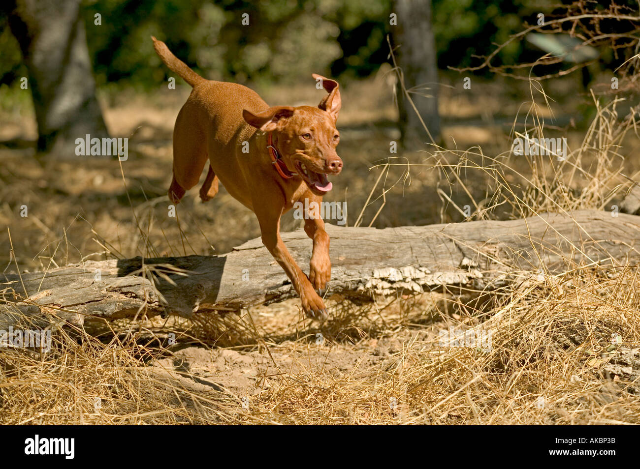 Vizsla dog jumping running hires stock photography and images Alamy