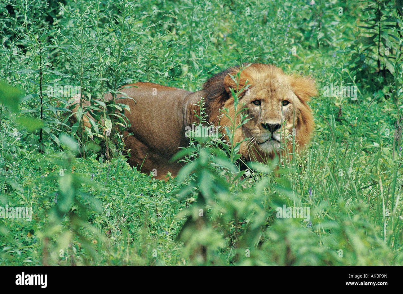 Mature male lion in Harenna Forest Bale Mountains National Park