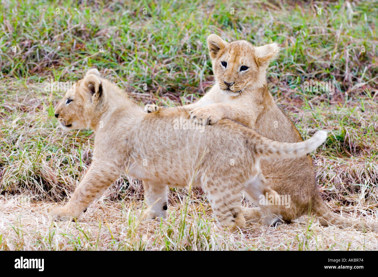 Playful lioness panthera leo hi-res stock photography and images - Alamy