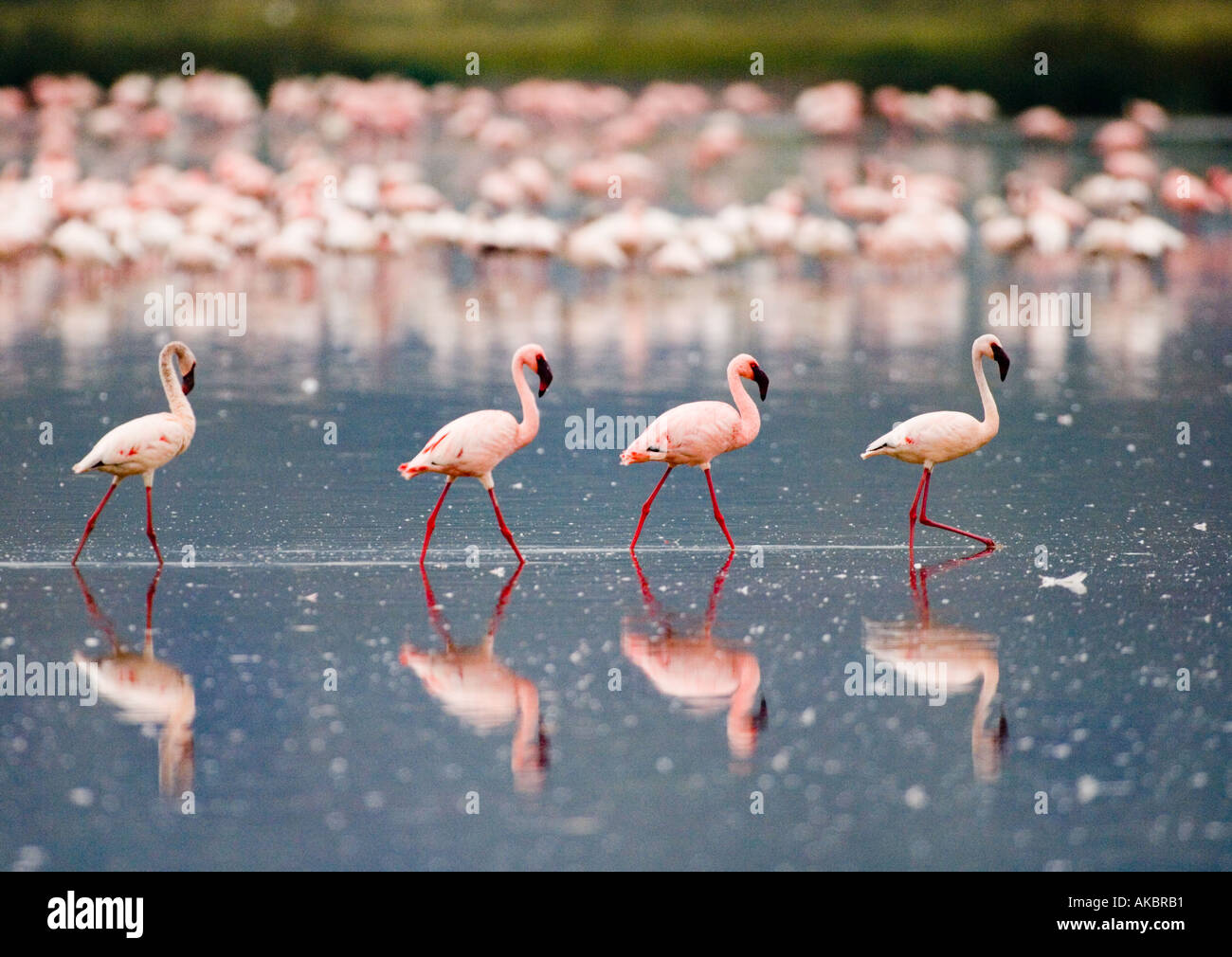 Lesser Flamingo s Lake Nakuru Rift Valley Kenya Stock Photo - Alamy