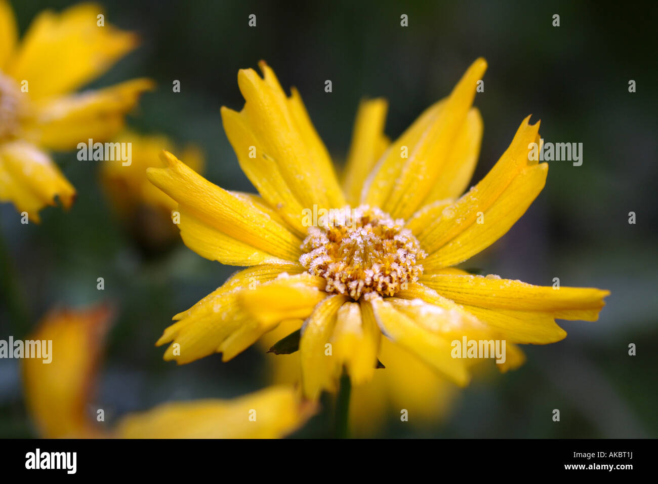 Close up of Coreopsis 'Flying Saucer' covered in frost Stock Photo