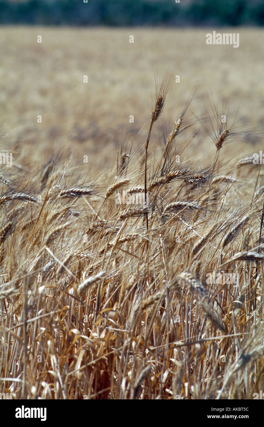 Wheat Husk High Resolution Stock Photography and Images Alamy