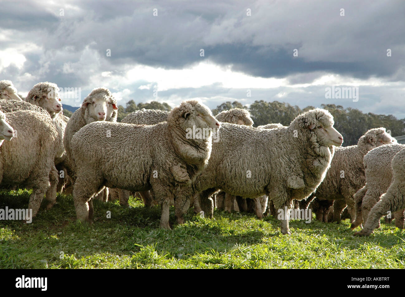 Ovine flock hires stock photography and images Alamy
