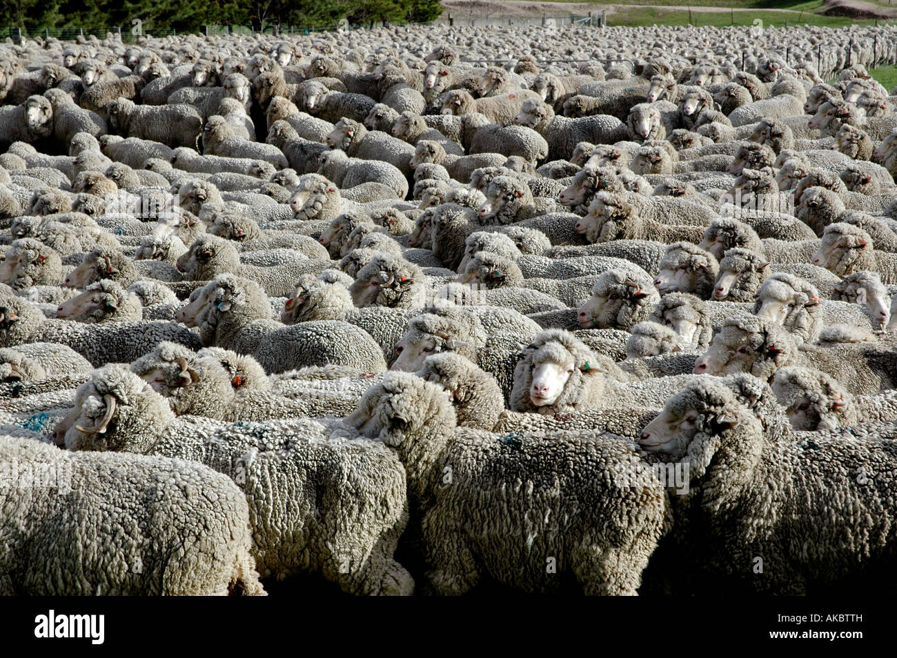 Flock of Australian cross breed sheep Stock Photo Alamy