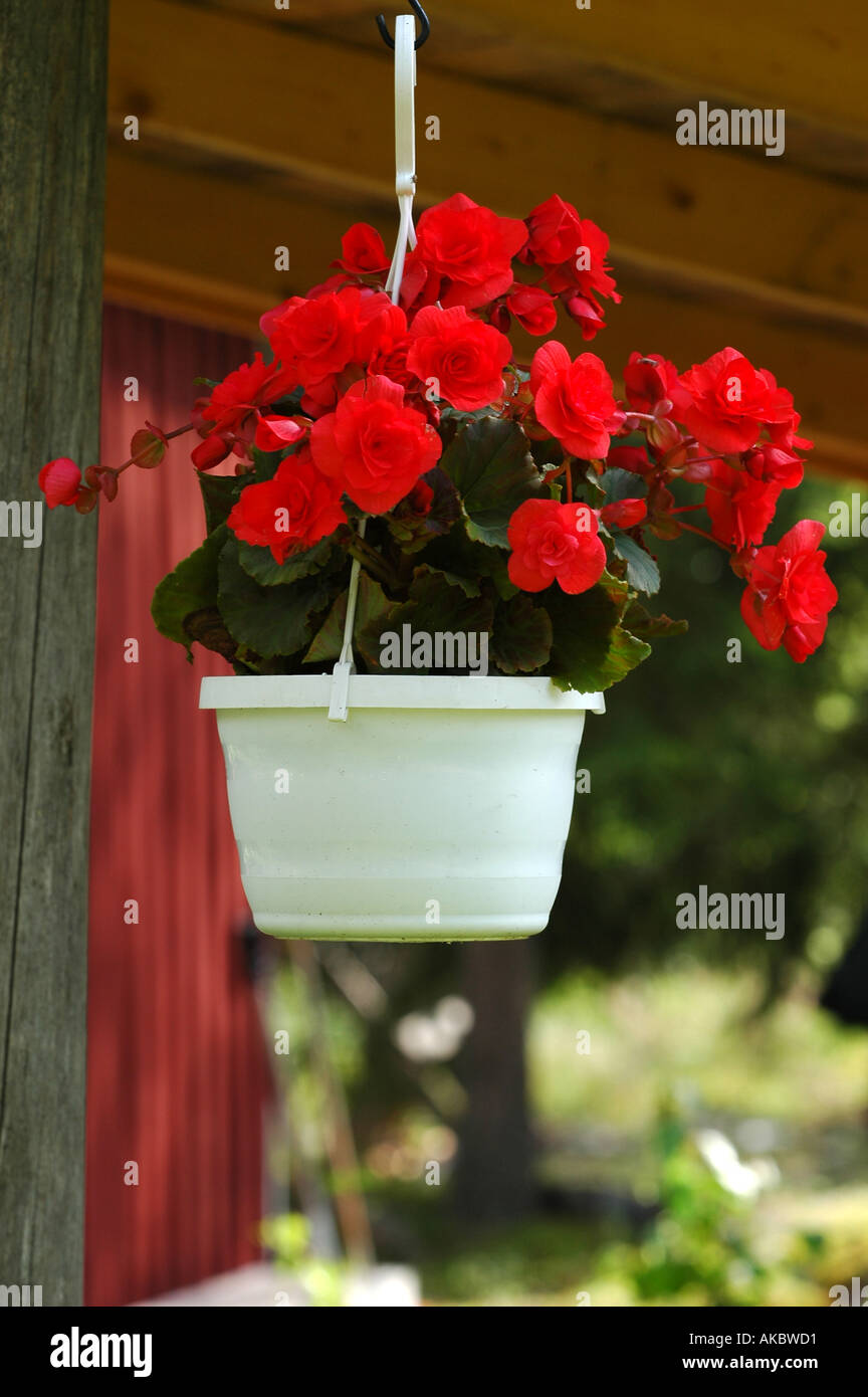 Flower basket hi-res stock photography and images - Alamy