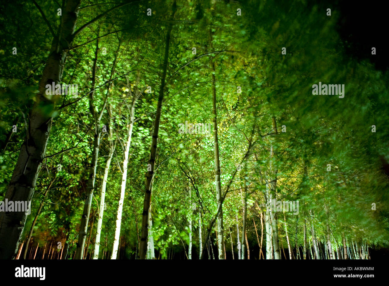 Silver Birch Trees at Night Stock Photo Alamy