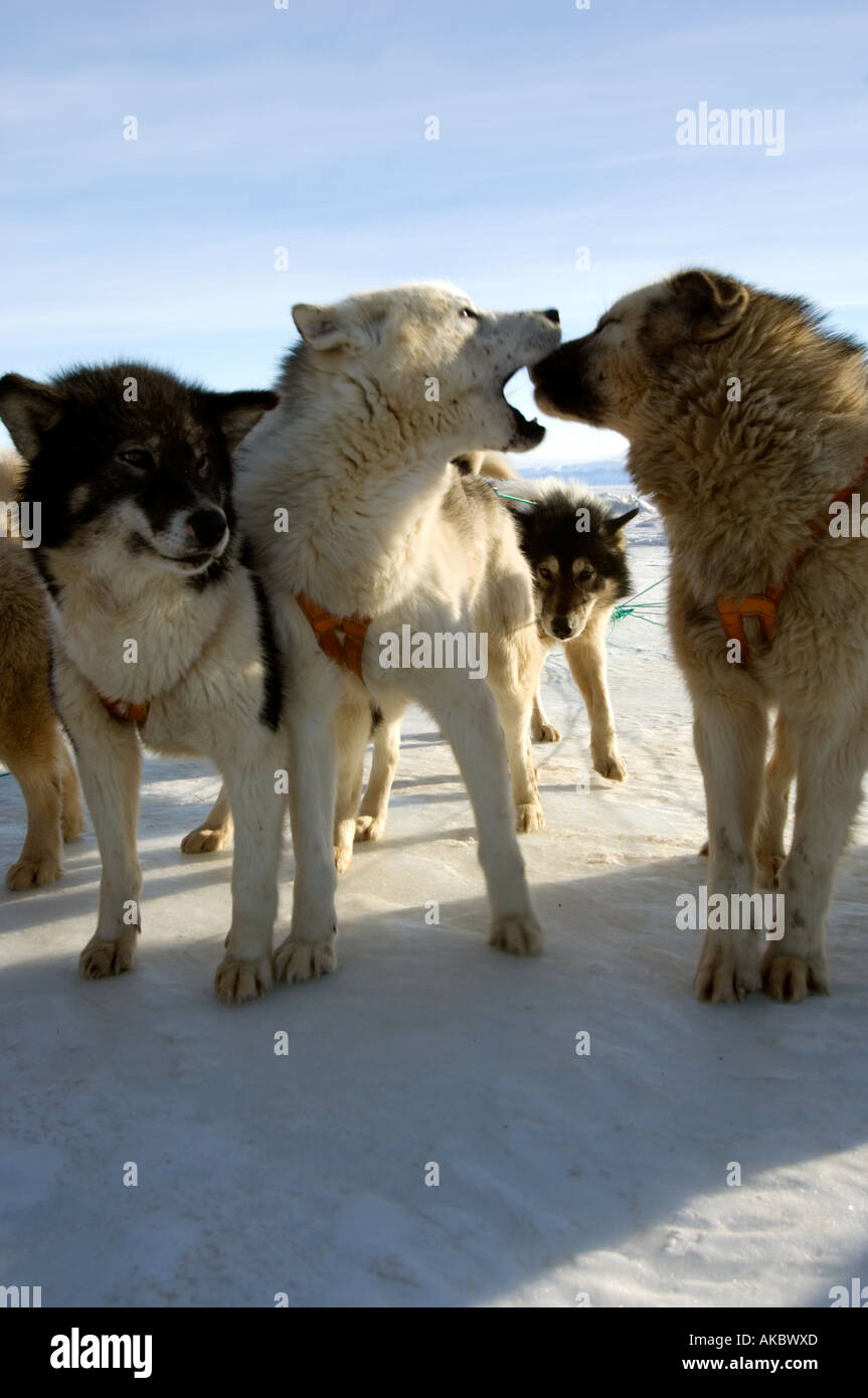 Qaanaaq Greenland Huskies ready to leave in their teams Stock Photo