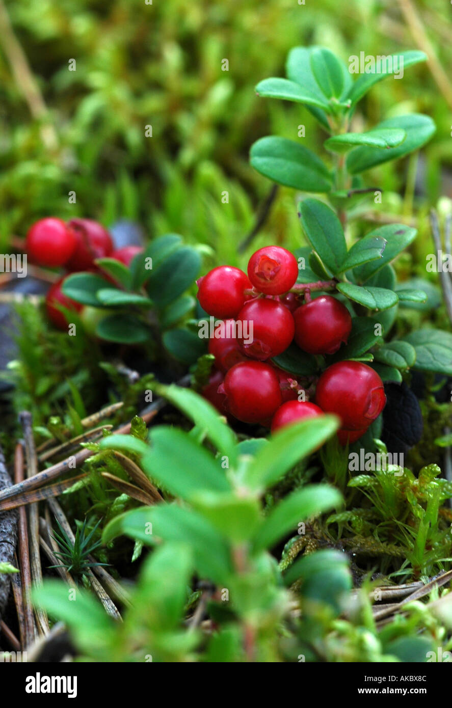 Wild cranberries growing in a Finnish forest, Finland Stock Photo Alamy