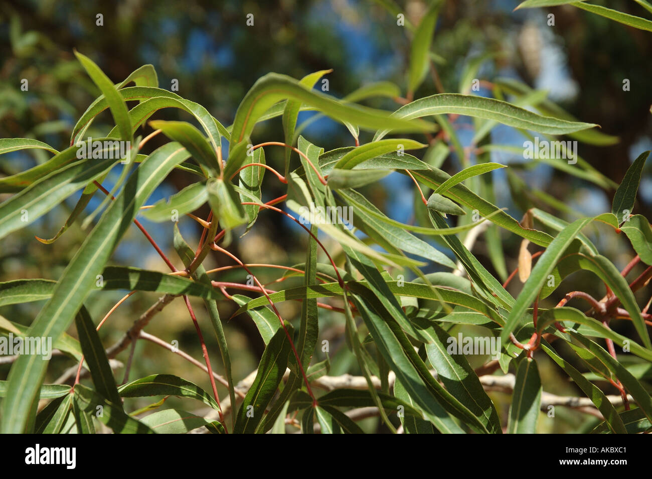 Baobab tree leaves Central Queensland Australia Stock Photo Alamy