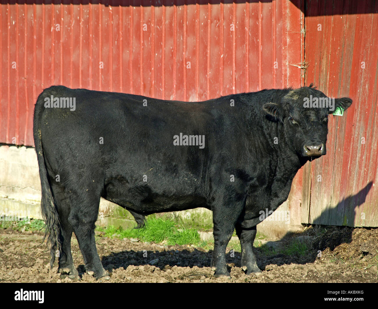 Angus bull hires stock photography and images Alamy