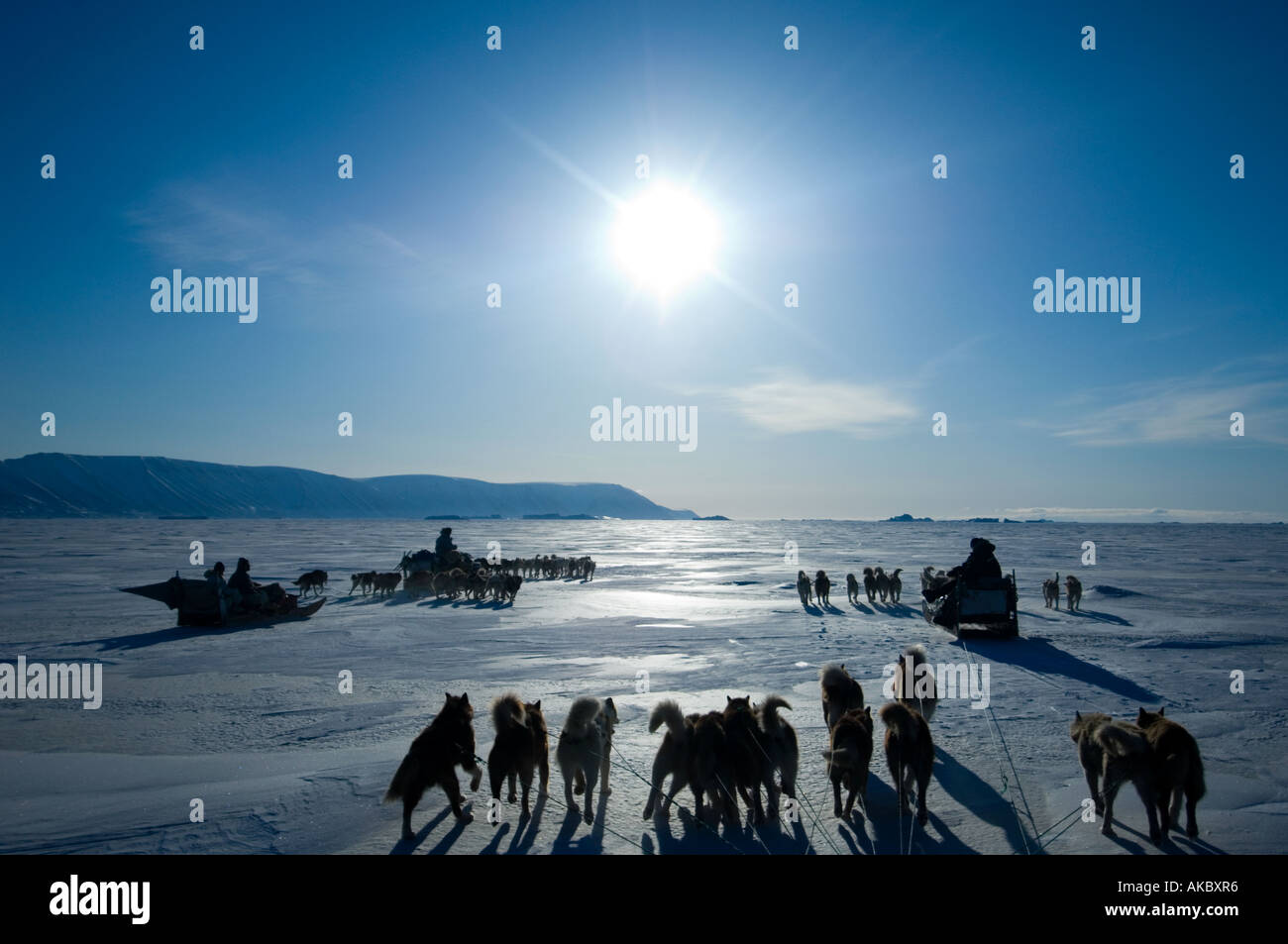 Qaanaaq Greenland Dog teams and Inuit hunters travelling out to hunt in the spring during period of midnight sun Stock Photo