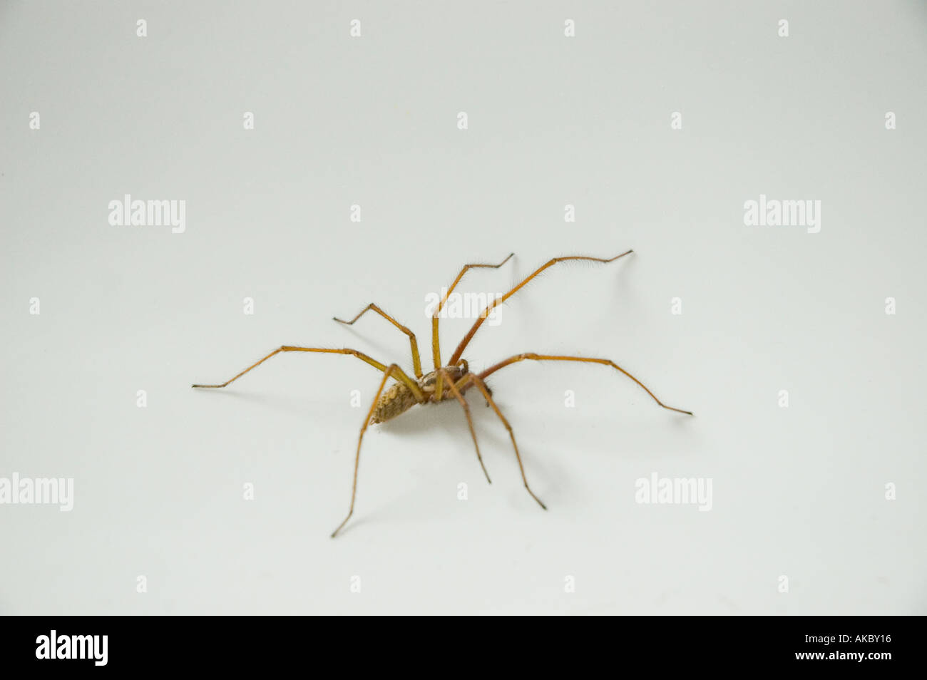 Spider trapped in a bath, arachnid Stock Photo