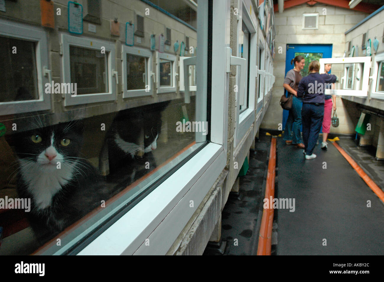 Cats for re homing at the RSPCA animal shelter Bradford The shelter houses approx 100 cats 60 dogs and 100 other animals Stock Photo - Alamy Cats for re homing at the RSPCA animal shelter Bradford The shelter houses approx 100 cats 60 dogs and 100 other animals Stock Photo - Alamy