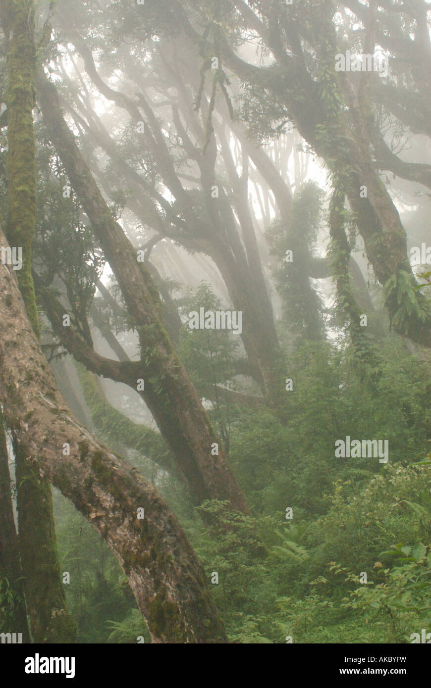 Misty rhododendron forest (2800 m) during the monsoon, near Tadapani, Annapurna Sanctuary, Nepal Stock Photo