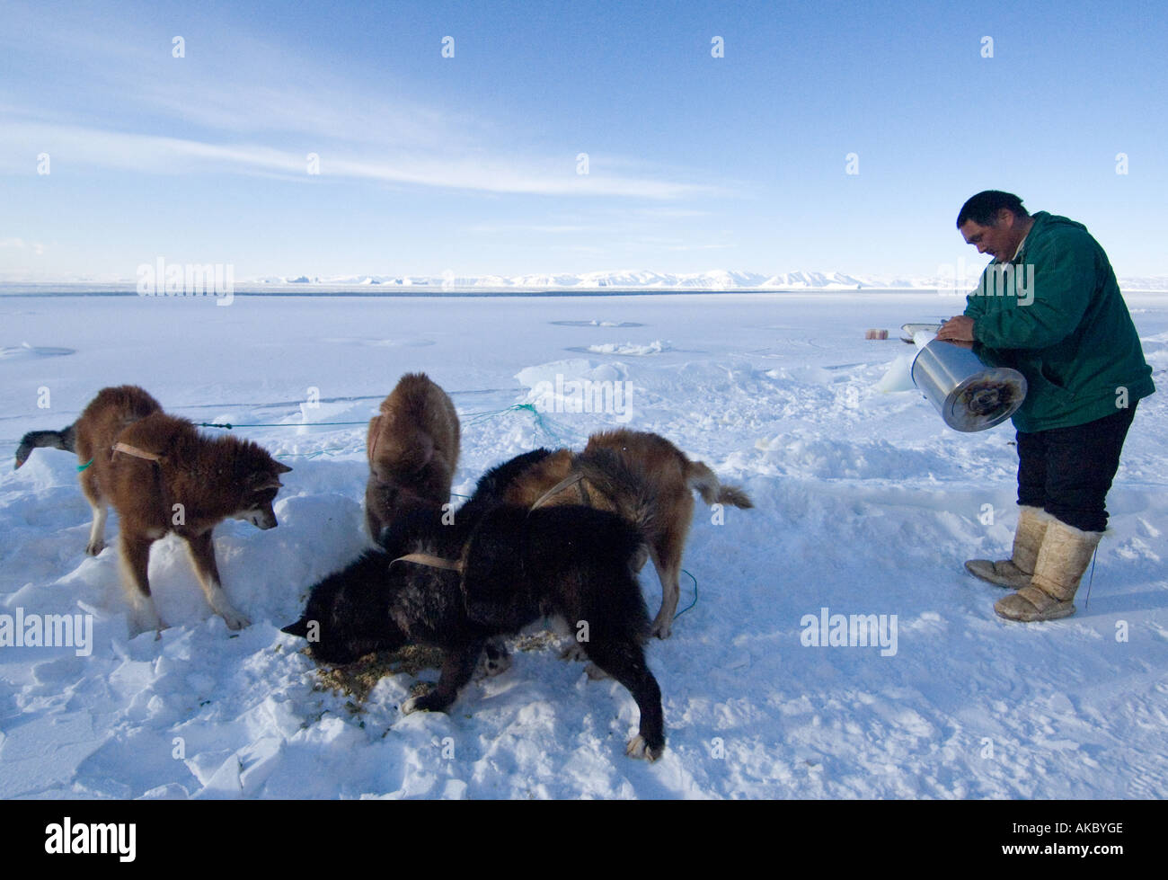 Qaanaaq Greenland  Mamarut, Inuit hunter feeding his dogs kitchen scraps Stock Photo