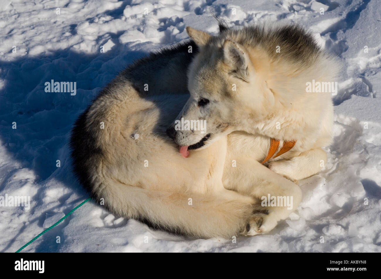 Qaanaaq Greenland Resting husky cleaning its fur Stock Photo