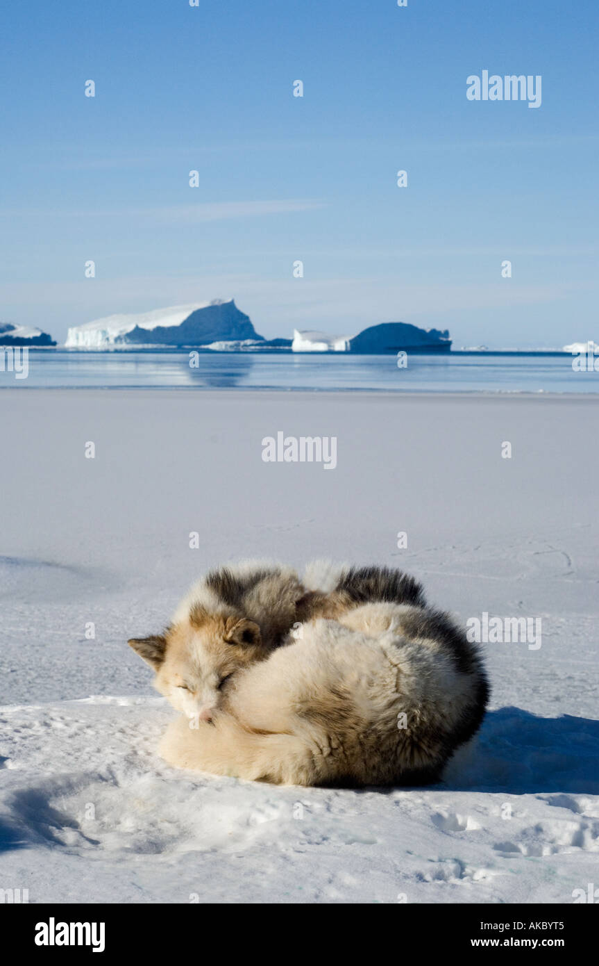 Sleeping husky in the arctic environment with sea ice and icebergs Stock Photo