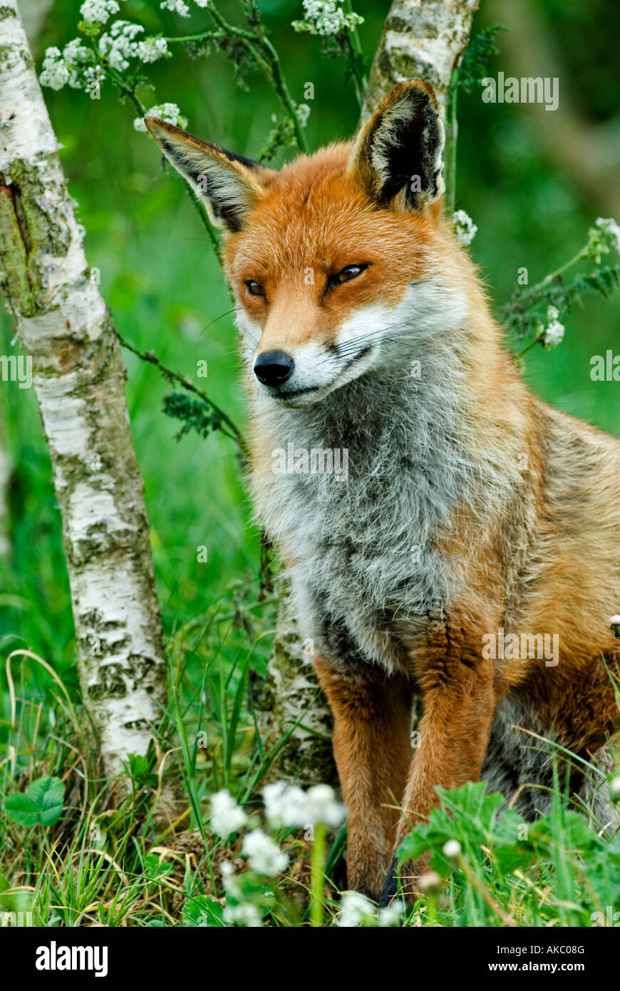 Fox (Vulpes vulpes) Stock Photo