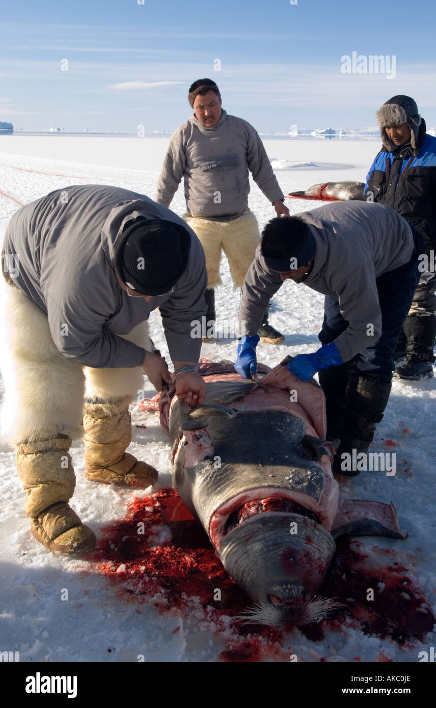 Qaanaaq Greenland April 2006 Butchering a bearded seal Stock Photo