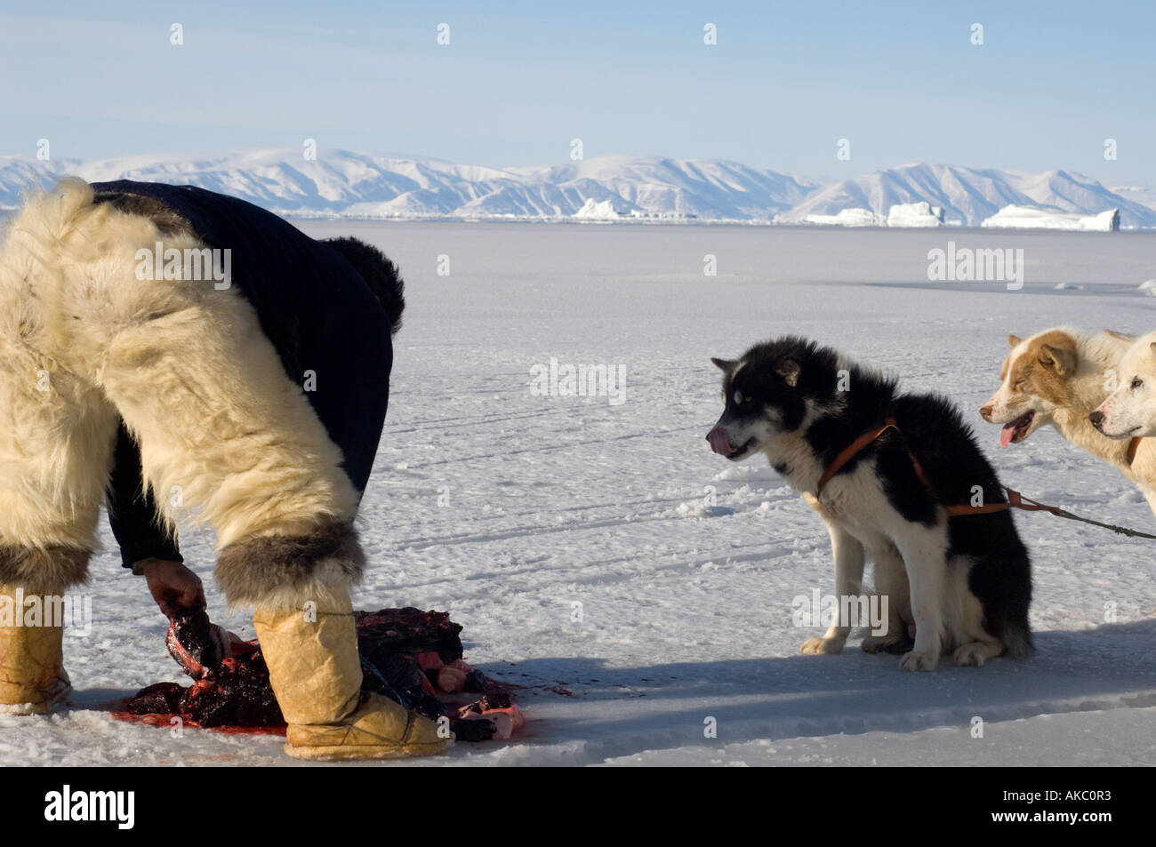 Qaanaaq Greenland April 2006 Butchering a bearded seal Stock Photo