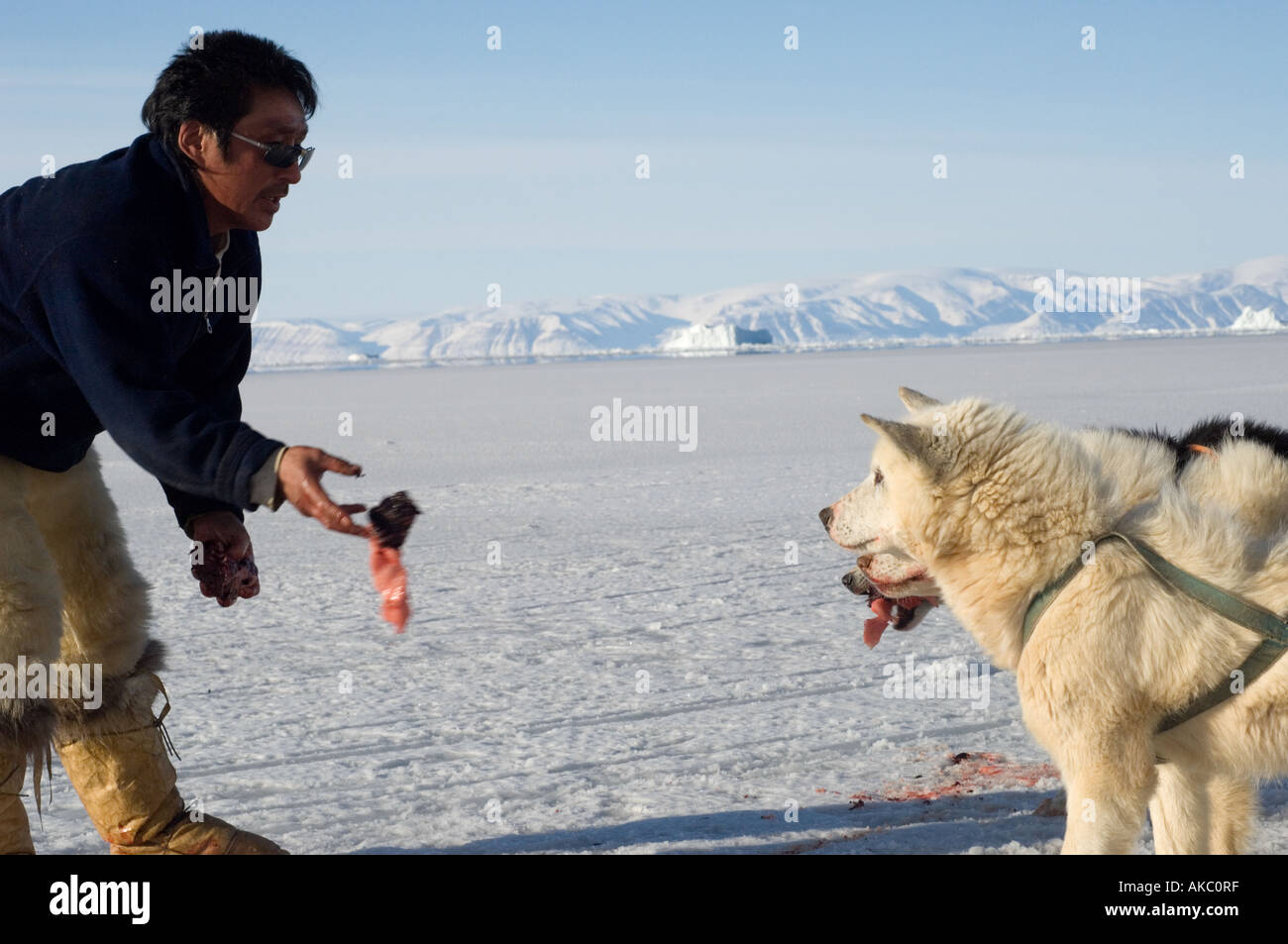 Qaanaaq Greenland April 2006 Qulutat feeding seal to his dogs Stock Photo