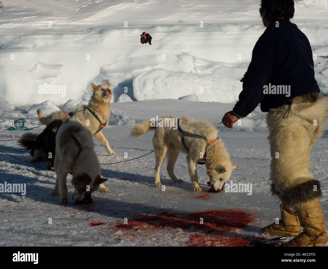 Qaanaaq Greenland April 2006 Qulutat feeding seal to his dogs Stock Photo