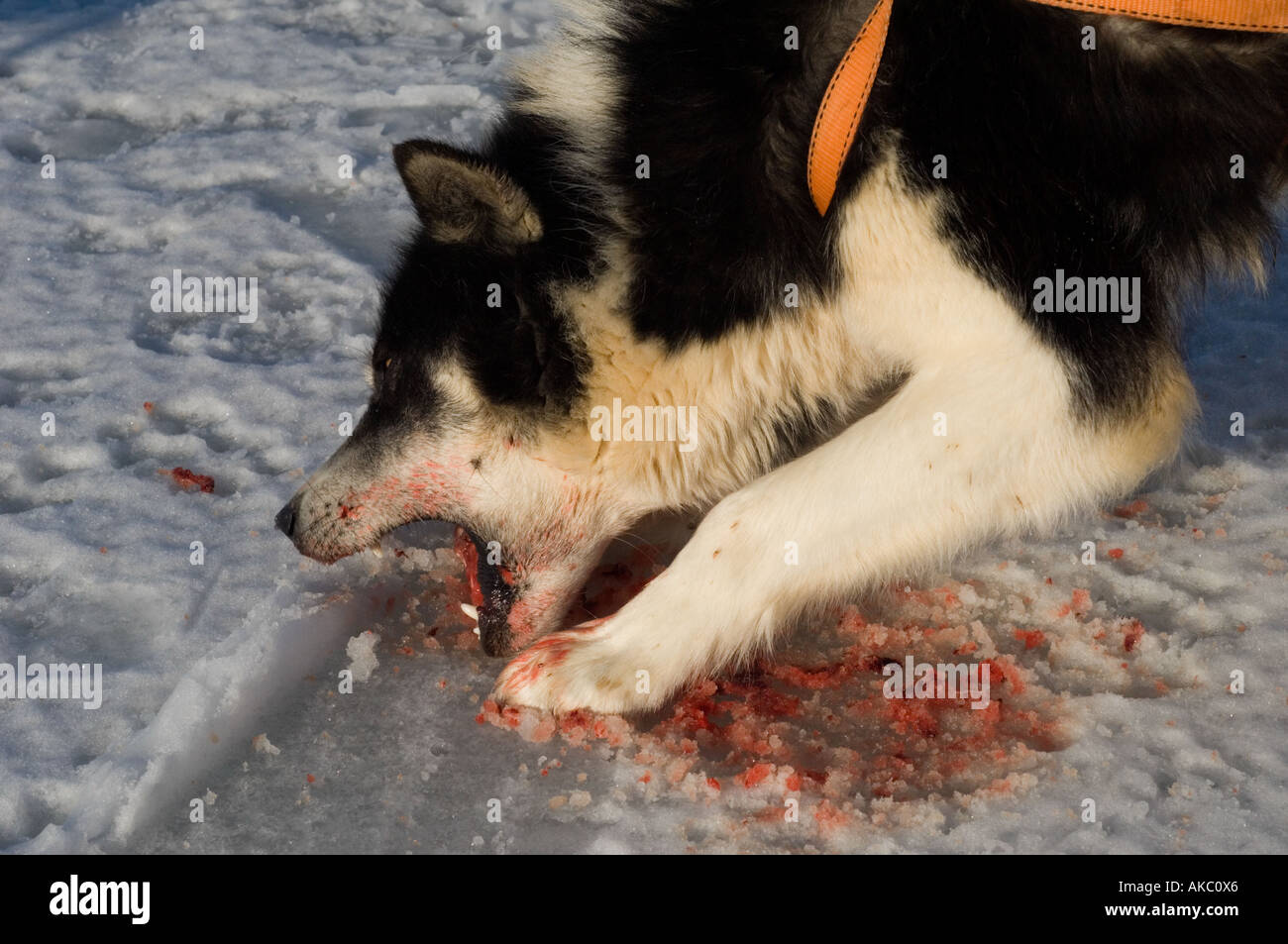 Qaanaaq Greenland April 2006 Stock Photo