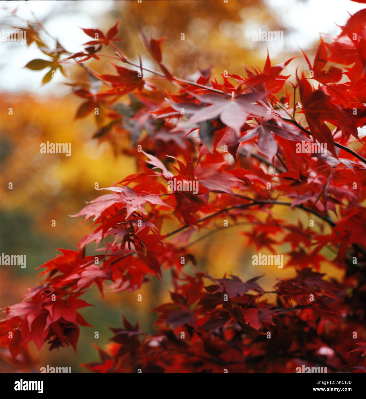 Autumn blaze maple hi-res stock photography and images - Alamy